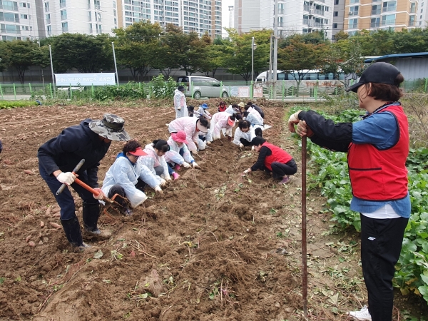 오산시 대원1동 통장협의회, ‘사랑의 이웃돕기 고구마 수확행사’ 개최